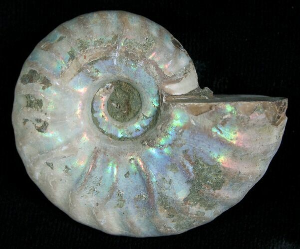 Silver Iridescent Ammonite - Madagascar #5341